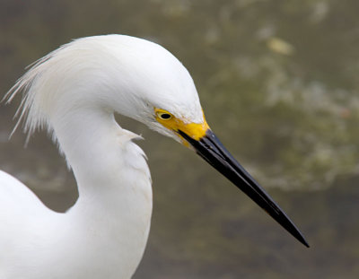 Snowy Egret Close Up