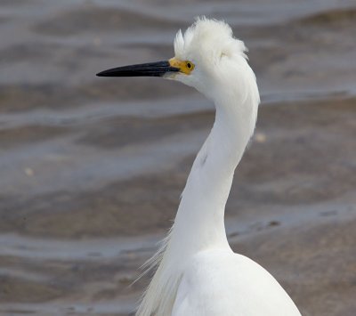 Snowy Egret