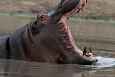 Hippo