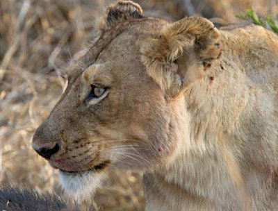 Lioness on buffalo kill