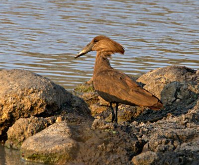 Hammerkop