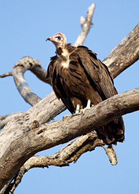 Hooded vulture