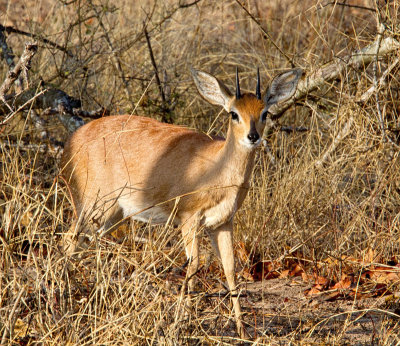 Steenbok