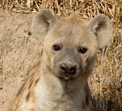 Young hyena