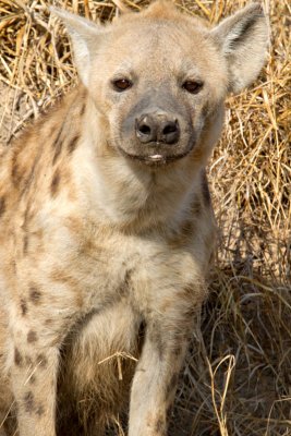 Young hyena