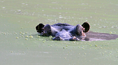 Hippo in green goo