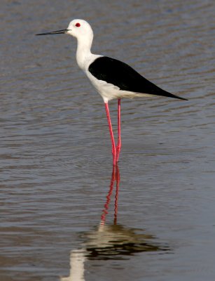 Black Winged Stilt