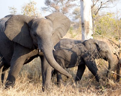 Elephant Female Annoyed