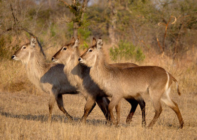 Waterbuck Females