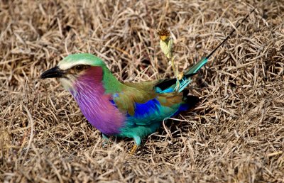 Lilac Breasted Roller