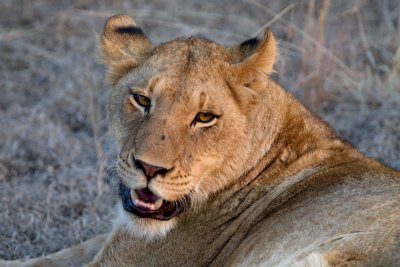 Female lion - Tsalala