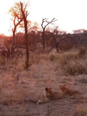 Tsalala Lion Cubs At Sunset