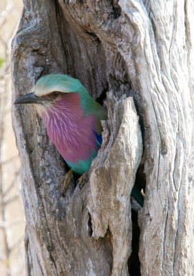 Lilac Breasted Roller in Nest