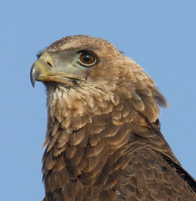 Juvenile Bateleur Eagle