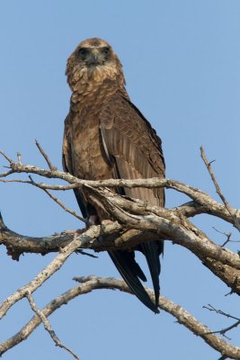 Juvenile Bateleur Eagle