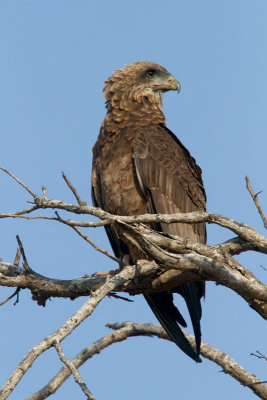 Juvenile Bateleur Eagle