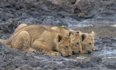 Sparta Lion cubs Drinking