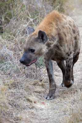 Hyena Stroll
