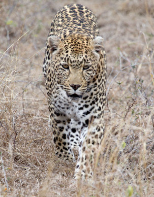 Nottens Female Leopard