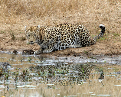 Nottens Female Leopard