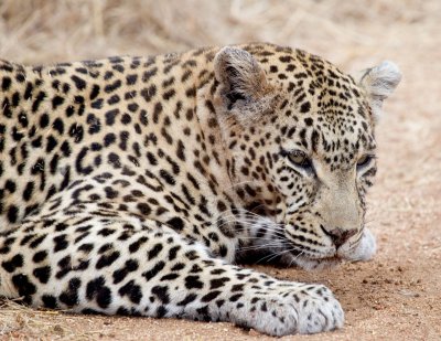 Nottens Female Leopard