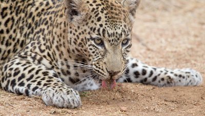 Nottens Female Leopard