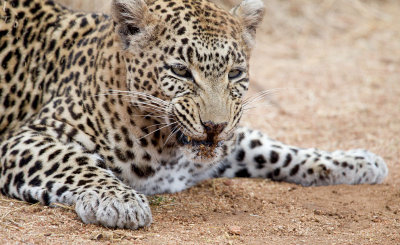 Nottens Female Leopard