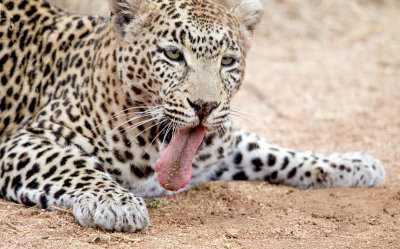 Nottens Female Leopard