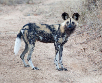 African Wild Dog