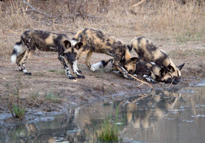 African Wild Dog