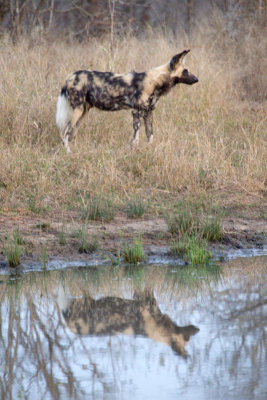 African Wild Dog