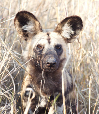 African Wild Dog
