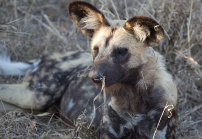 African Wild Dog