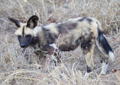 African Wild Dog