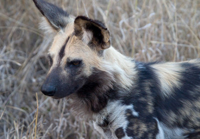 African Wild Dog