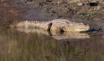 Crocodile