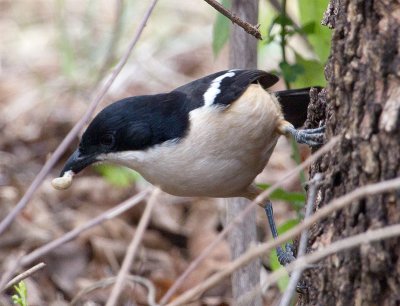 Fiscal shrike aka Jacky hangman aka the Butcher bird