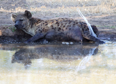 Hyena Bath