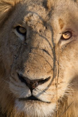 Majingilane Male Lion