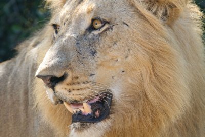 Majingilane Male Lion
