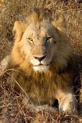 Majingilane Male Lion