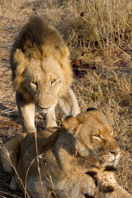 Tsalala Lioness and Majingilane Male