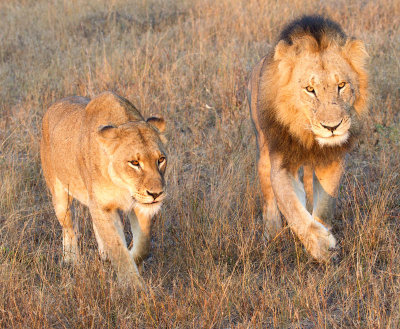 Tsalala Lioness and Majingilane Malepg