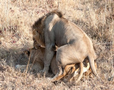 Tsalala Lioness and Majingilane Male
