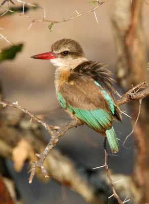 Brown Hooded Kingfisher