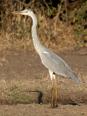 Goliath Heron