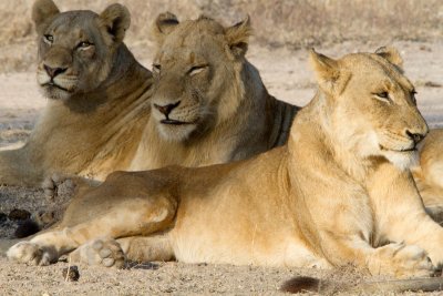 Lions of Londolozi