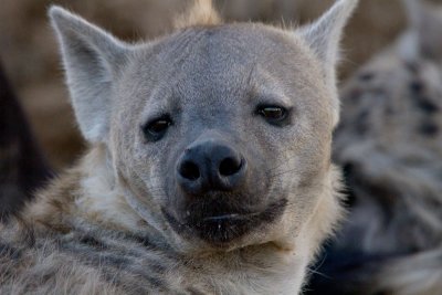 Hyena  Den At Londolozi