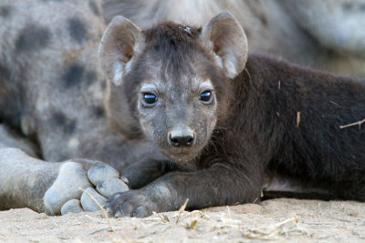 Hyena Cub