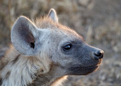 Hyena Cub